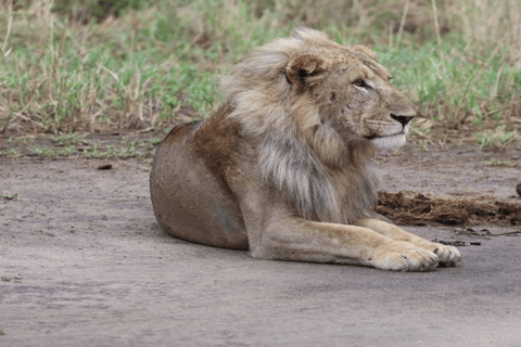 Tanzania: 10-Day Safari with Ngorongoro and Serengeti