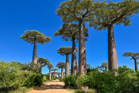 Madagascar: Avenue of the Baobabs and Lemur Reserve Tour Tour without tranfer