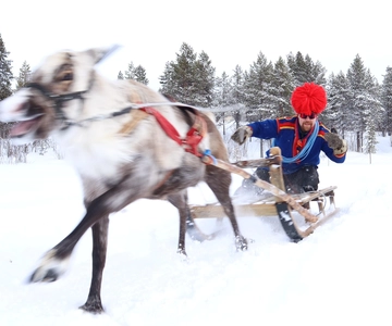 Kiruna: Reindeer Herder Tour with Sami Dinner and Transfers