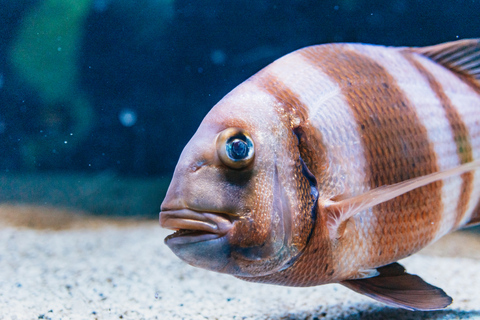 Genoa: Aquarium of Genoa with Lunch