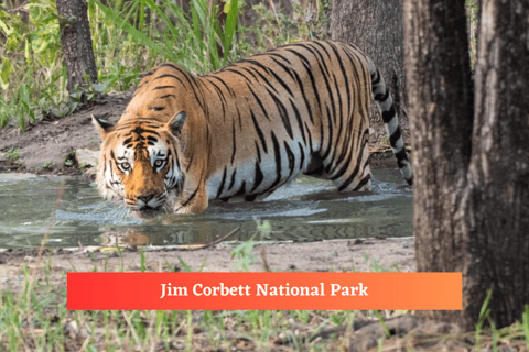 Essa excursão de 2 dias com safári de tigre no Parque Nacional Jim Corbett