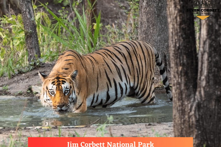 Essa excursão de 2 dias com safári de tigre no Parque Nacional Jim Corbett