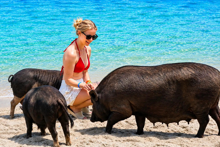 Koh Samui: Viewpoint, Elephant, Pig Island & Snorkel + Lunch Viewpoint, Elephant, Snorkeling, Pig Island+Lunch