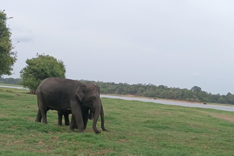 Udawalawe Safari & Transfer to Ella from Mirissa