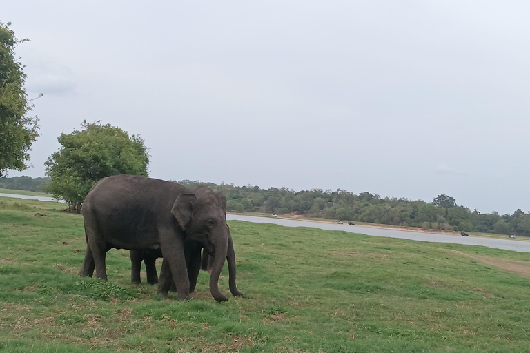 Udawalawe Safari & Transfer to Ella from Mirissa