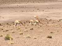 San Badr D. Attak, Tash Jiser Tour solo quel safari - Housity