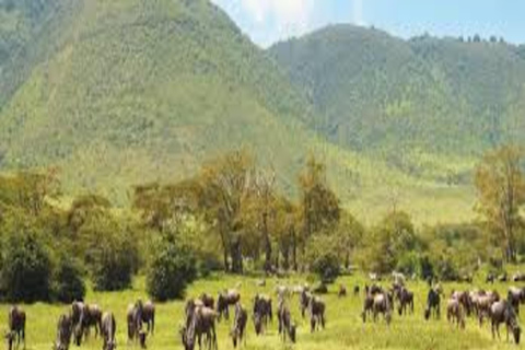 Arusha : 5 jours de safari au lac Manyara, au Serengeti et au Ngorongoro