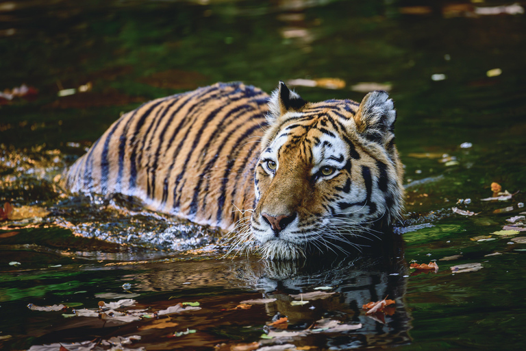 Au départ d&#039;Agra : Circuit de 5 jours au Rajasthan avec Ranthambore