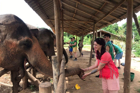 Chiang Mai : Nourrir les éléphants, nourrir les éléphants à la mainExpérience de nourrissage au sanctuaire des éléphants Chiang Mai