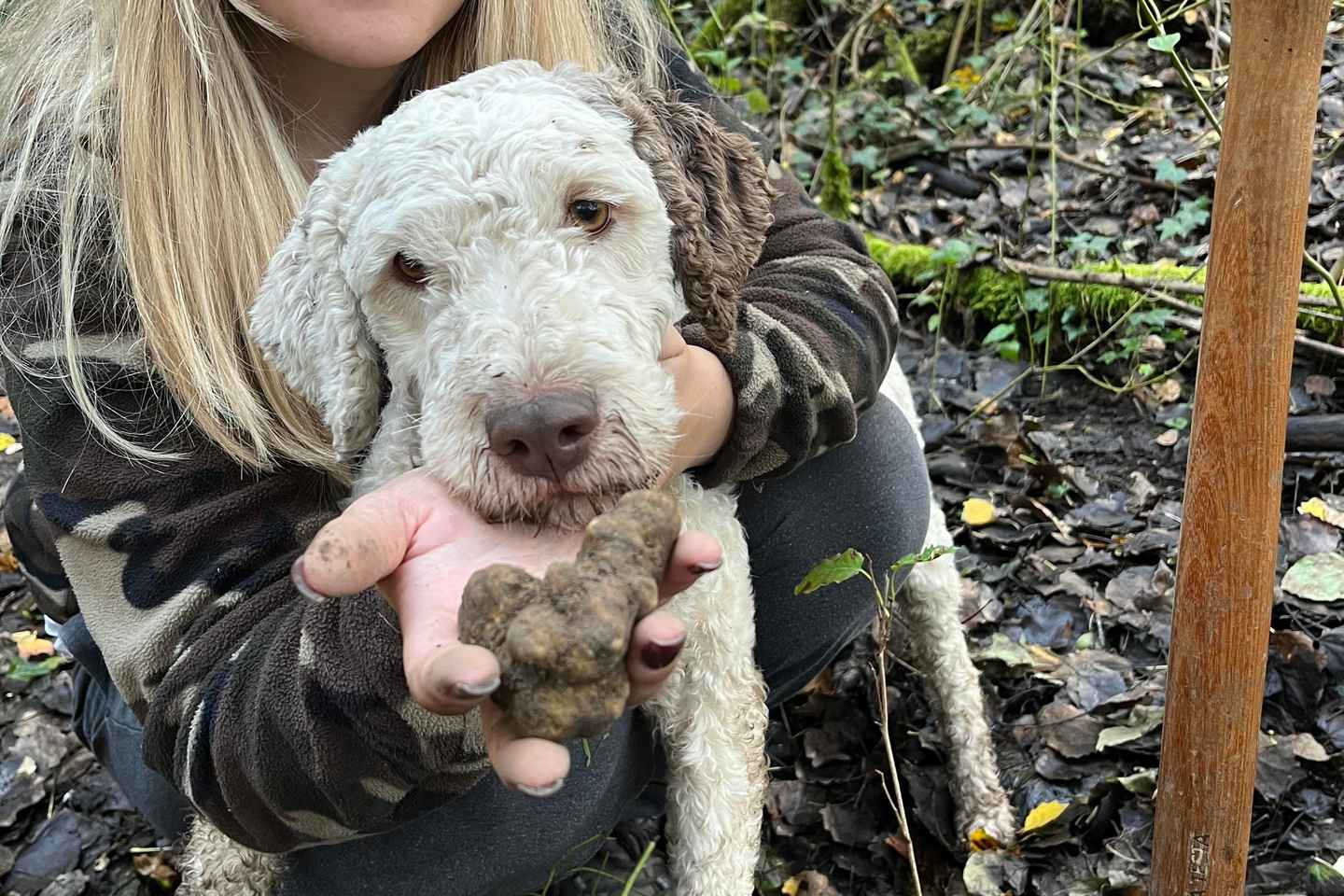Caccia al tartufo vicino a Bologna con degustazione rustica