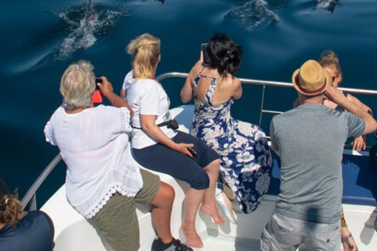 Half Day Dolphin Watch Sea Trip,departing from Taqah Port.