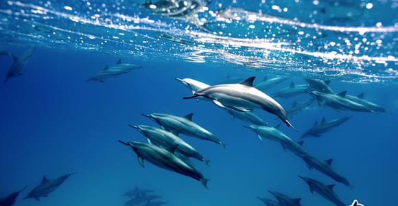 Cabo Ocean SAFARI