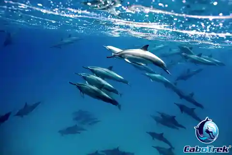Cabo Ocean SAFARI