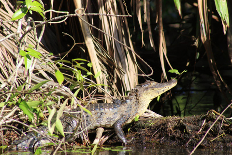 From SanJosé: 3-Day Tortuguero National Park Tour with Meals