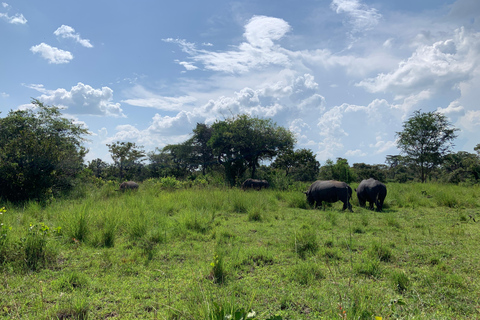 恩德培/坎帕拉：默奇森瀑布和齐瓦犀牛两日游
