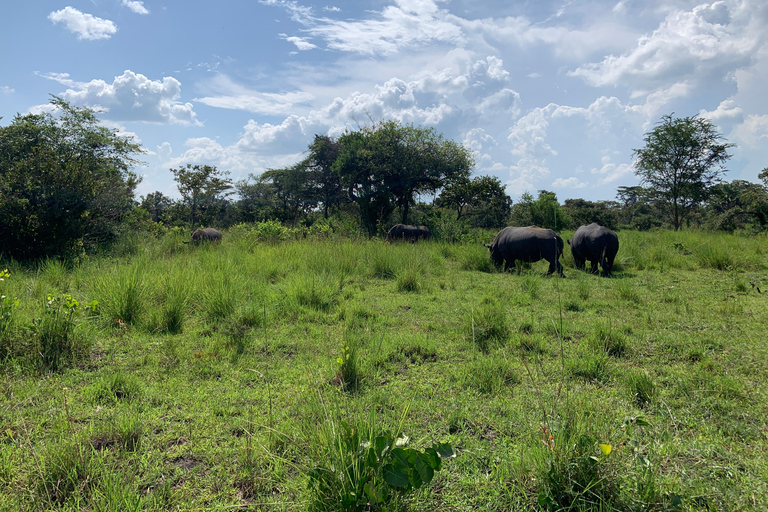 恩德培/坎帕拉：默奇森瀑布和齐瓦犀牛两日游