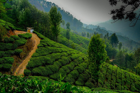 5-Day Kerala Highlights Tour with Overnight Houseboat Stay 3 Star Hotel Accommodation
