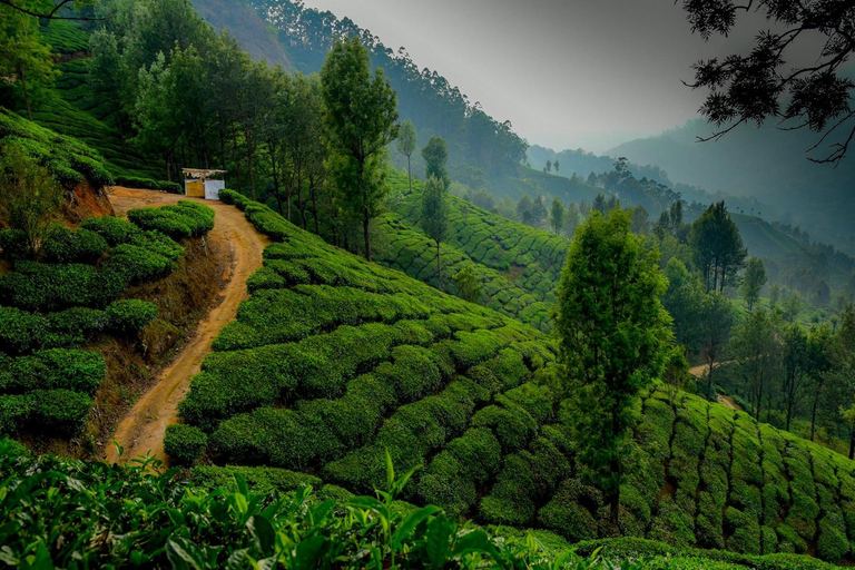 5-Day Kerala Highlights Tour with Overnight Houseboat Stay 3 Star Hotel Accommodation