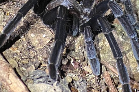 Manuel Antonio: Nachttour mit einem naturkundlichen Führer.Nachttour mit einem naturkundlichen Führer (inklusive Transport)