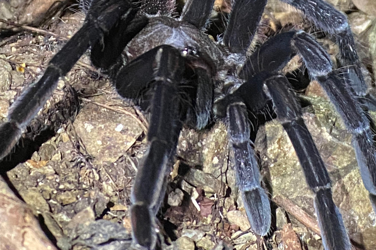 Manuel Antonio: Avondtour met een natuurgids.Avondtour met een natuurgids (vervoer inbegrepen)