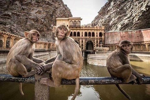 Jaipur: Hidden Temples & Stepwells Private Tour by AC Car