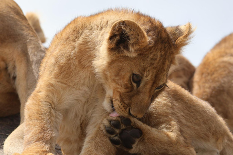 Day Safari to Ngorongoro Crater Wonders