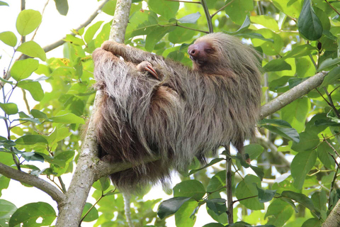 Manuel Antonio: 5 NAJLEPSZYCH rzeczy do zrobienia podczas wszystkich wycieczek - Kostaryka