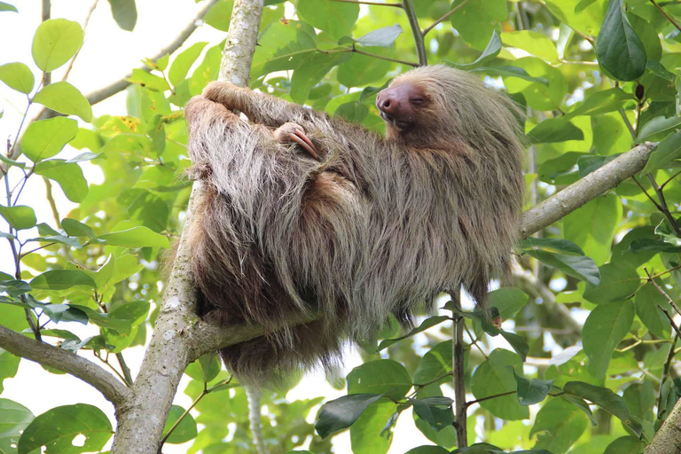 Manuel Antonio: LE 5 MIGLIORI COSE DA FARE Tutti i tour-Costa Rica