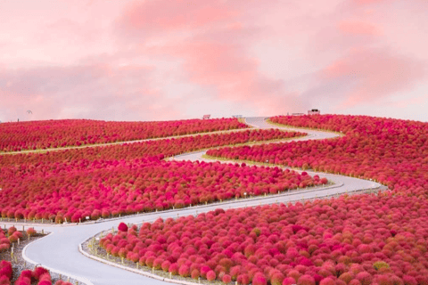 Tokyo & Ibaraki Tour: Hitachi Seaside Park & Adachi Wisteria