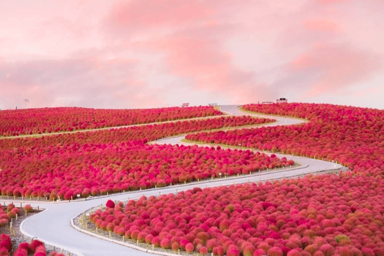 Tokyo & Ibaraki Tour: Hitachi Seaside Park & Adachi Wisteria