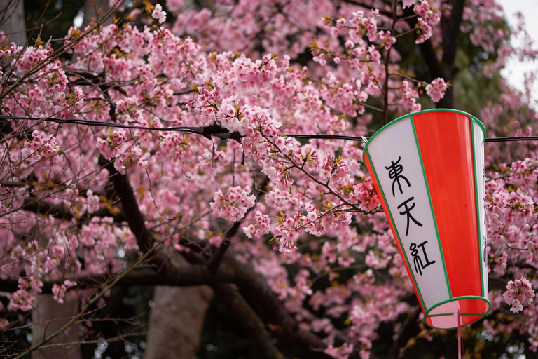 Tokyo: Sky Lunch, Ueno Cherry Blossom & Meguro Night Trip