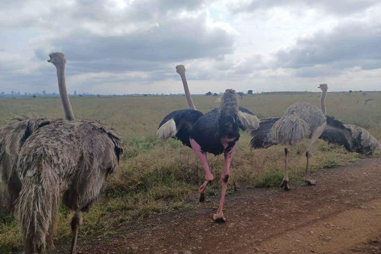 Nairobi: Nationaal park, Giraffe Center &amp; Souvenir TourNairobi: Nationaal park, Giraffecentrum &amp; Souvenir Tour