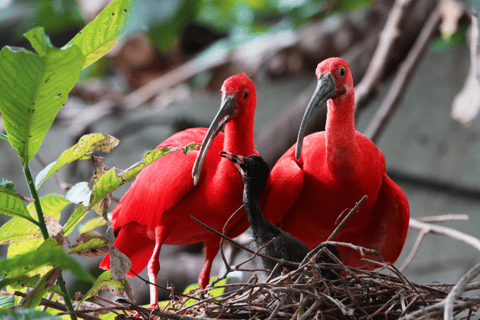 Trinidad: Combination - City Tour, Maracas Bay, Caroni Swamp POS, Maracas Bay, Caroni Swamp: Eco-Cultural Experience