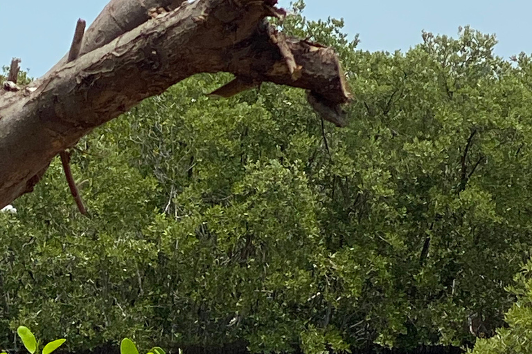 Rio Lagartos et Las Coloradas : EcoSafari Flamingo DeluxRio Lagartos et Las Coloradas : EcoSafari Flamingo Deluxe