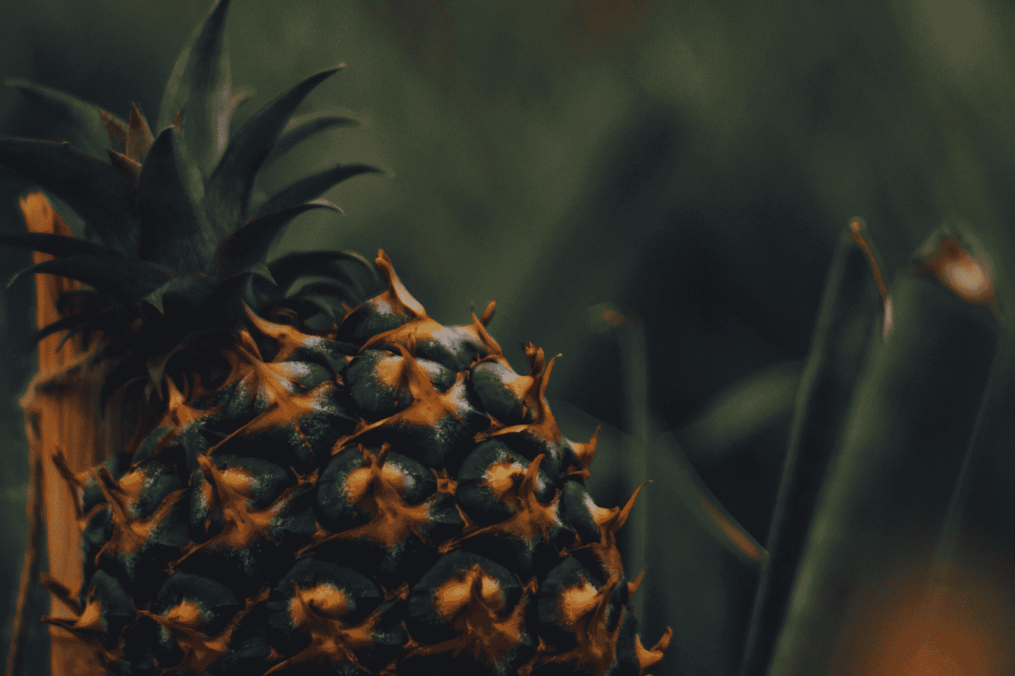 Azoreyjar: Strandferð, Sete Cidades með smá Vín & Ostur