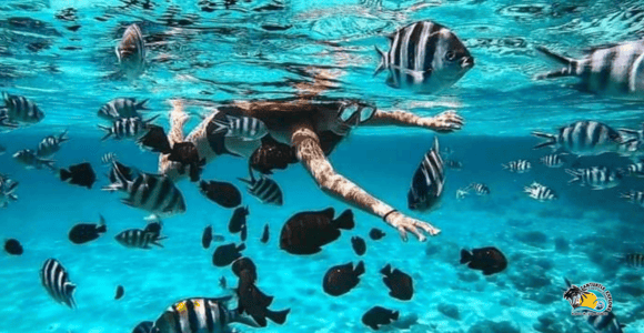 Zanzibar: Blue Lagoon with Snorkeling and Jozani Forest Tour