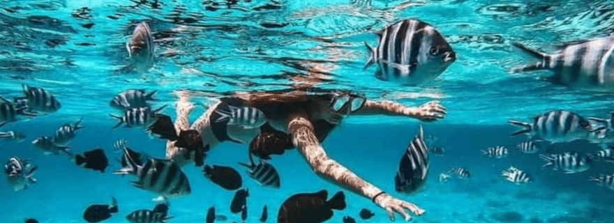 Zanzibar : Blue Lagoon avec plongée avec tuba et visite de la forêt de Jozani