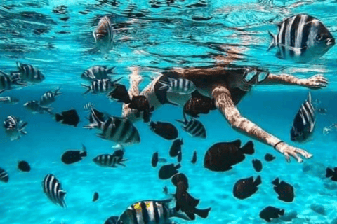 Zanzibar: Blue Lagoon with Snorkeling and Jozani Forest Tour