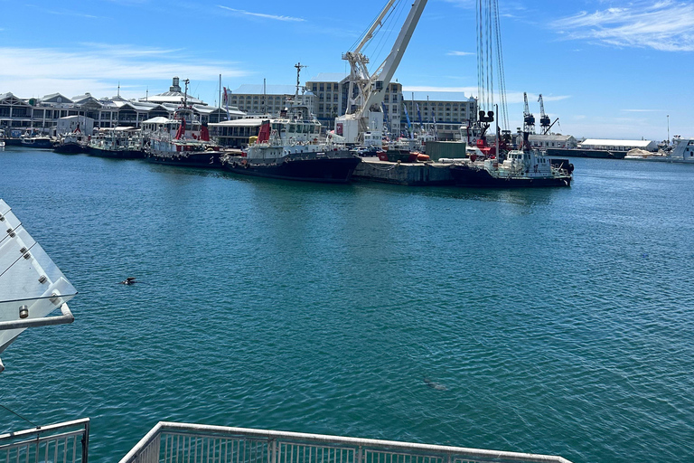 From Cape Town: Cape of Good Hope and Penguins Shared Tour