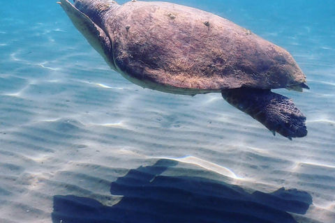 Zakynthos: Small-Group Scuba Diving for All Levels Zakynthos: Discover Scuba Diving Experience with Photos