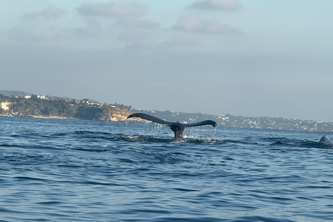 Puerto Escondido: Bootstour zu Delfinen und MeerestierenPrivate Tour
