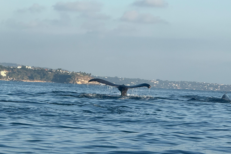 Puerto Escondido: Bootstour zu Delfinen und MeerestierenPrivate Tour