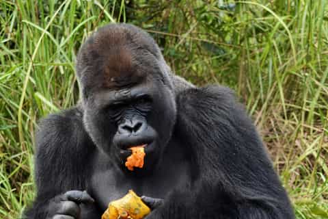 2026年コンゴ共和国のサファリ＆野生動物ベストツアー - 無料