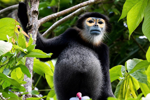 Son Tra Mountain Sunrise Monkey Watching Tour by Motorbike Son Tra Mountain Sunset Monkey Watching by Motorbike Tour