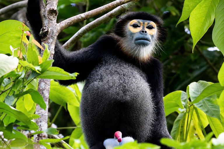 Son Tra Mountain Sunrise Monkey Watching Tour by Motorbike Son Tra Mountain Sunset Monkey Watching by Motorbike Tour