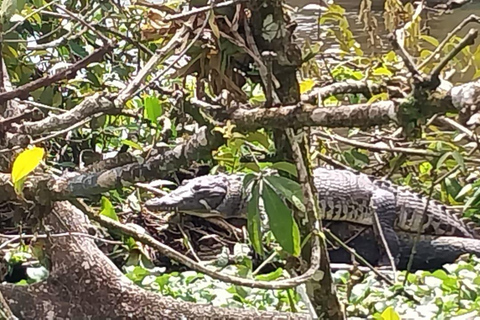 Experiência de 3 horas pelos canais do Parque Nacional.