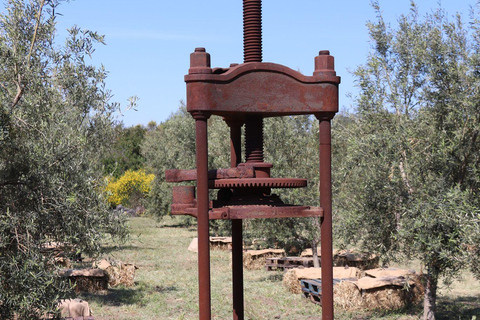 尼科洛西橄榄油品尝体验