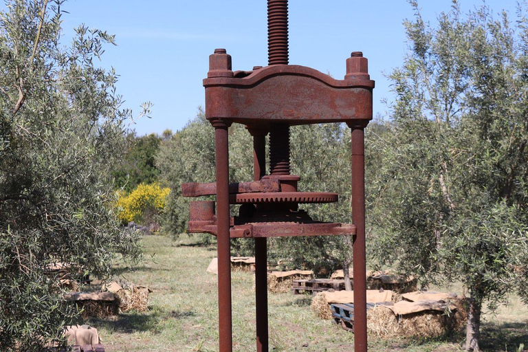 尼科洛西橄榄油品尝体验