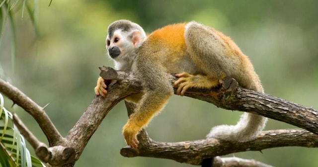 From Iquitos: Excursion to the Monkey Island |Full Day|