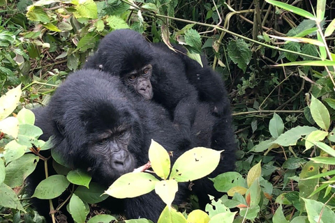 Uganda: 3-dagars äventyr med spårning av gorillor